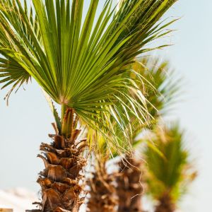 beach lounge  